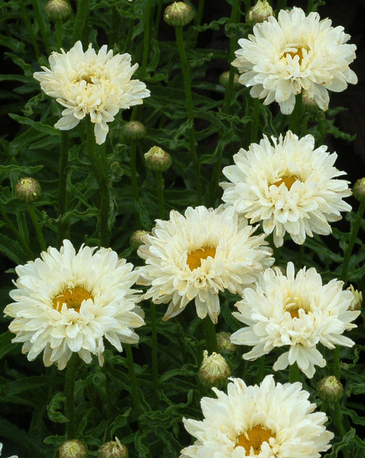 Victorian Secret Shasta Daisy (Leucanthemum 'Victorian Secret') - 1 gallon -Ship Only