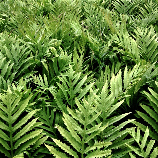 Sensitive Fern (Onoclea 'Sensitive') - 1 gallon -Ship Only