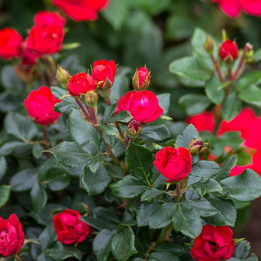 Petite Knock Out® Rose  (Rosa K.O 'Petite') - 1.5 gallon -Ship Only