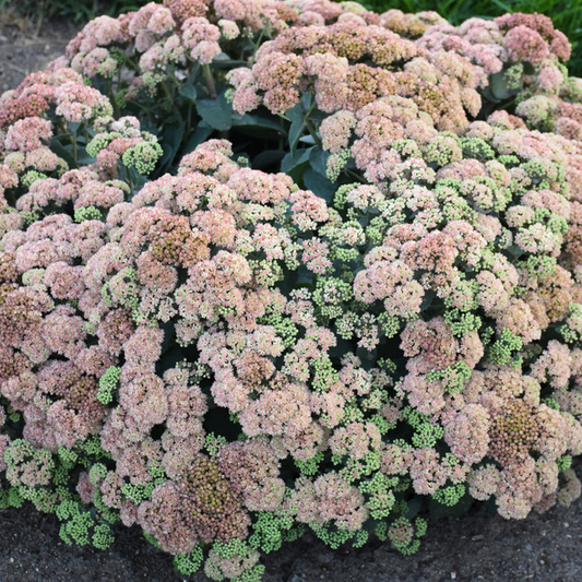 Rock 'N Grow® 'Coraljade' Stonecrop (Sedum coraljade) - 1 gallon -Ship Only