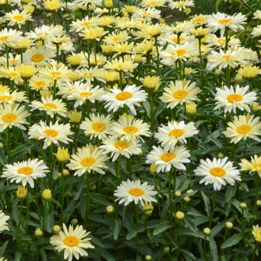 Amazing Daisies® 'Banana Cream II' Shasta Daisy (Leucanthemum S 'Banana Cream 2') - 1 gallon -Ship Only
