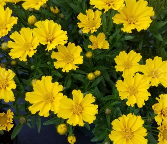 Goldilocks Tickseed (Coreopsis x 'Lil Bang Goldi Locks') - 1 gallon -Ship Only
