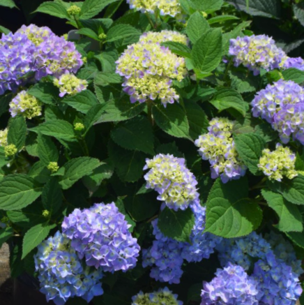 Azure Skies™ Hydrangea (Hydrangea macrophylla 'Azure Skies') - 3 gallon -Ship Only