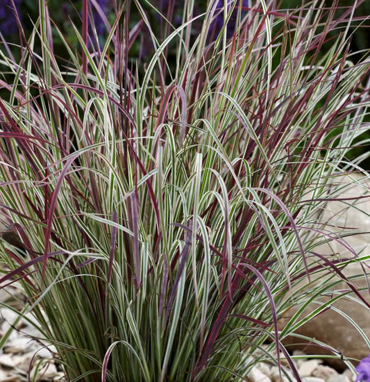 Chameleon Little Bluestem (Schizachyrium 'Chameleon') - 1 gallon -Ship Only