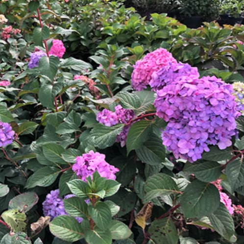 Hydrangea Rock N Roll™ (Hydrangea macrophylla 'Rock-N-Roll') - 3 gallon -Ship Only