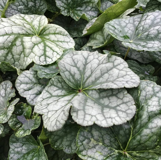 Long-flowered Alumroot (Heuchera longiflora) - 1 gallon -Ship Only