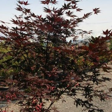 Samurai Sword™ Japanese Maple (Acer palmatum 'Samurai Sword') - 3 gallon 36" -Ship Only