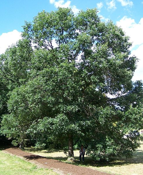 Swamp White Oak (Quercus bicolor) - 3 gallon -Ship Only