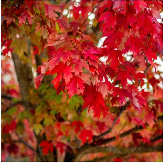 Red Maple (Acer rubrum) - 3 gallon -Ship Only