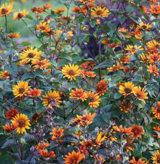 ‘Burning Hearts’ false sunflower (Heliopsis helianthoides 'Burning Hearts') - 1 gallon -Ship Only