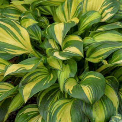 Hosta Rainbows End (Hosta rainbows 'End') - 1 gallon -Ship Only