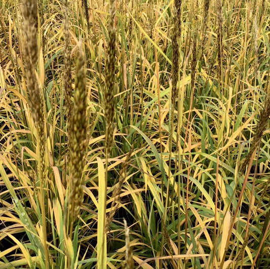 Indian Grass (Sorghastrum 'Sorg. N. Golden Sunset') - 2 gallon -Ship Only