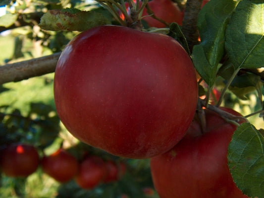 McIntosh Apple (Malus 'Fruit McIntosh') - 2 gallon 36" -Ship Only