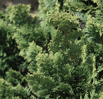 Wells Special Hinoki Cypress (Chamaecyparis obtusa 'Wells') - 3 gallon 18" -Ship Only