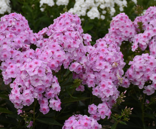 Luminary® 'Opalescence' Tall Garden Phlox (Phlox paniculata 'Luminary Opalescence') - 1 gallon -Ship Only
