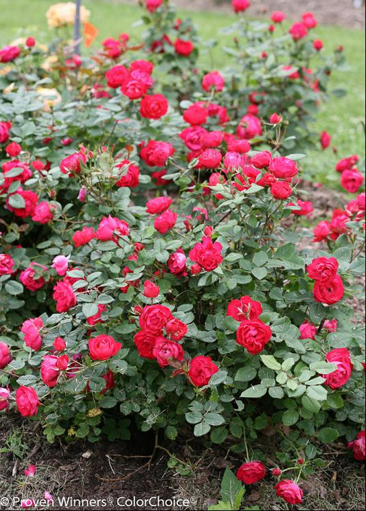 Oso Easy Double Red® Rose (Rosa 'Oso Easy Double Red') - 1 gallon -Ship Only