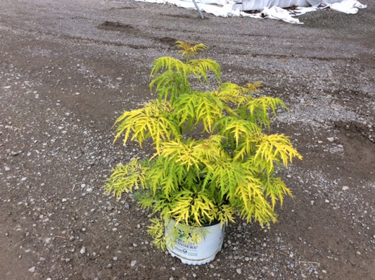 Lemony Lace® Elderberry (Sambucus lemony 'Lace') - 1 gallon -Ship Only