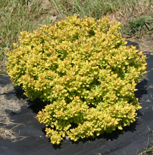 Sunjoy® Mini Saffron Barberry (Berberis thunbergii 'Sunjoy Mini Saffron') - 1 gallon -Ship Only