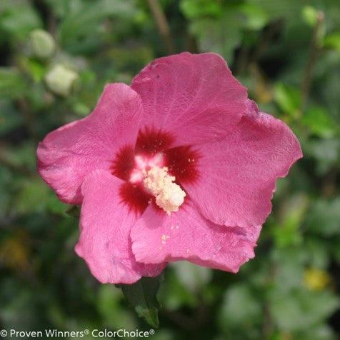 Lil' Kim® Red Rose of Sharon (Hibiscus syriacus 'Lil Kim Red') - 1 gallon -Ship Only