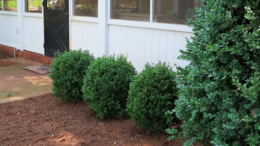 NewGen Freedom® Boxwood (Buxus newgen 'Freedom') - 1 gallon 8" -Ship Only