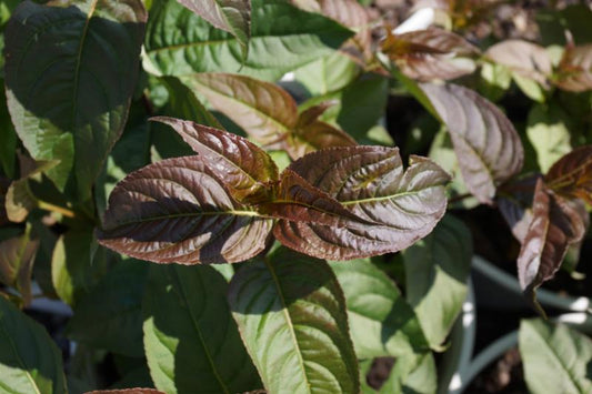 Kodiak® Black Diervilla (Diervilla sessilifolia 'Kodiak Black') - 1 gallon -Ship Only