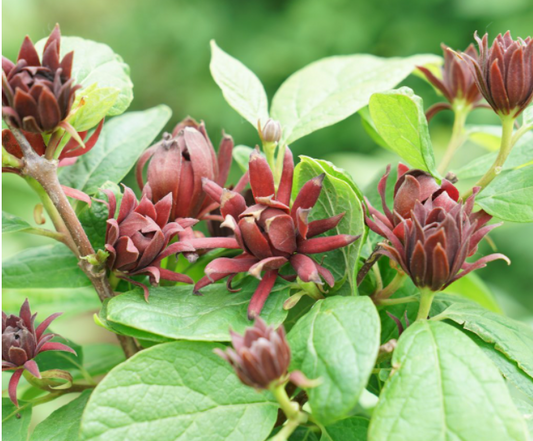 Simply Scentsational® Sweetshrub (Calycanthus simply 'Scentsational') - 3 gallon 15" -Ship Only