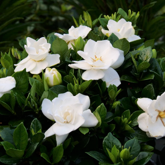 Steady as She Goes® (Gardenia steady 'As She Goes') - 1 gallon -Ship Only