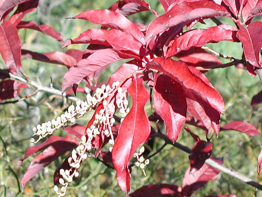 Sourwood (Oxydendrum arboreum) - 3 gallon -Ship Only