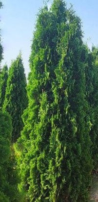 THIN MAN® Arborvitae (Thuja occidentalis 'Thin Man') - 3 gallon 48" -Ship Only