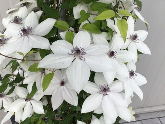 Tsukiko™ Clematis (Clematis tsukiko) - 1 gallon -Ship Only