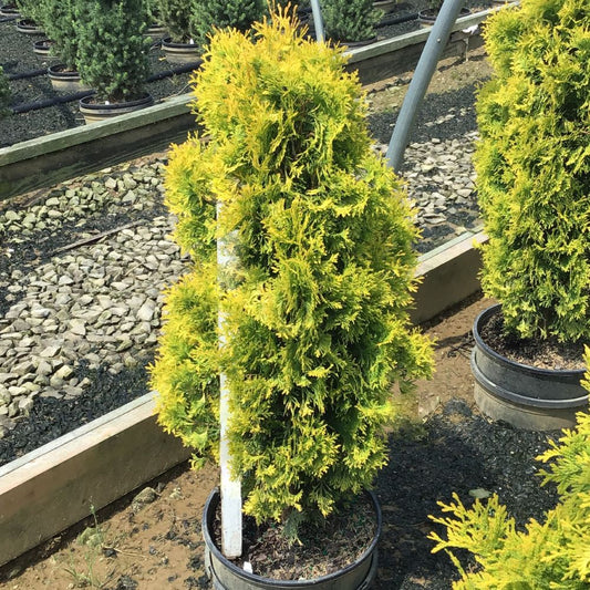 Jantar arborvitae (Thuja occidentalis 'Jantar') - 1 gallon -Ship Only
