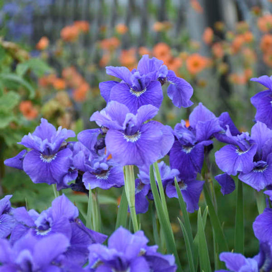 Ruffled Velvet Siberian Iris (Iris siberica 'Ruffled Velvet') - 1 gallon -Ship Only