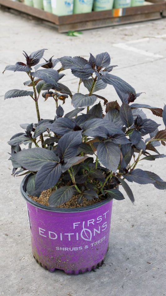 Eclipse® Bigleaf Hydrangea (Hydrangea macrophylla 'Eclipse') - 3 gallon -Ship Only