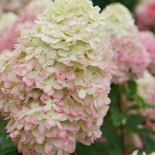 Limelight Prime® Panicle Hydrangea (Hydrangea 'P Limelight Prime') - 3 gallon 12" HEAD -Ship Only