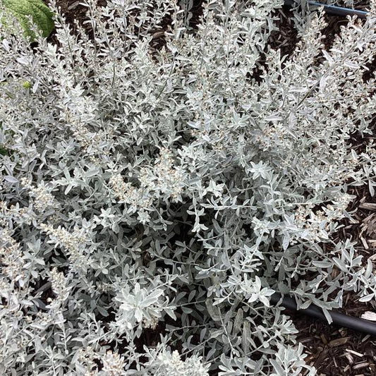 GardenGhost™ Artemesia (Artemisia garden 'Ghost') - 1 gallon -Ship Only