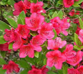 Bixby’s Northern Red Azalea (Azalea 'Bixby's Northern Red') - 3 gallon 15" -Ship Only
