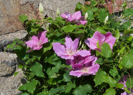 Bridgewater™ Clematis (Clematis bridgewater) - 1 gallon -Ship Only