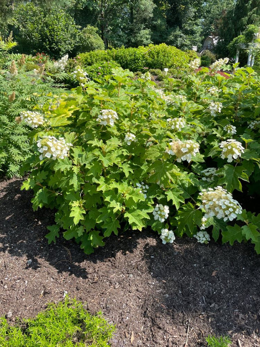 Toy Soldier™ Oakleaf Hydrangea (Hydrangea 'Q Toy Soldier') - 3 gallon -Ship Only