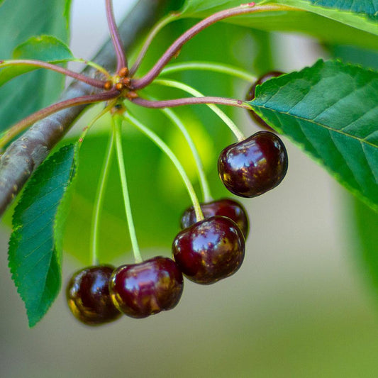 Black Tartarian Cherry (Prunus 'Fruit Black Tartarian') - 5 gallon 60" -Ship Only