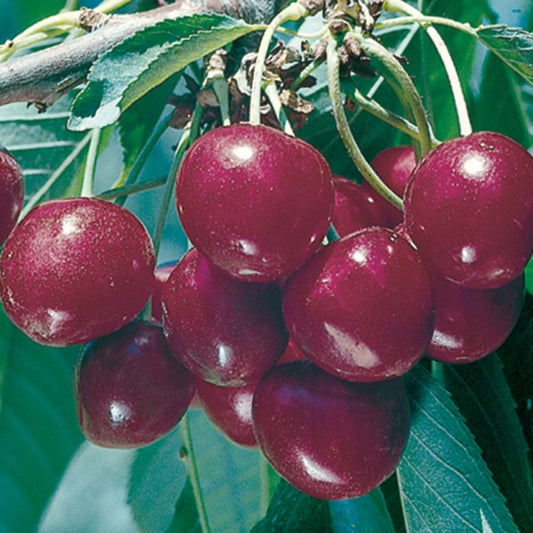 Bing Sweet Cherry (Prunus avium 'Bing') - 5 gallon 60" -Ship Only