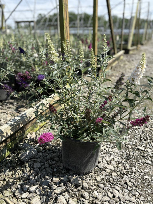Buddleia Perfecta Trifecta (Buddleia davidii BUZZ series ‘Sky Blue’, ‘Hot Raspberry’, “ivory’) - 1 gallon -Ship Only