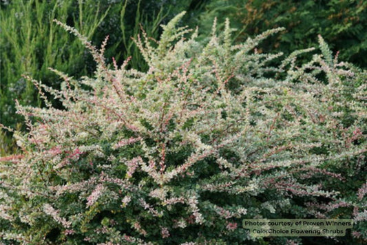 Sunjoy Sequins® Barberry (Berberis thunbergii 'Sunjoy Seguins') - 2 gallon 10" -Ship Only