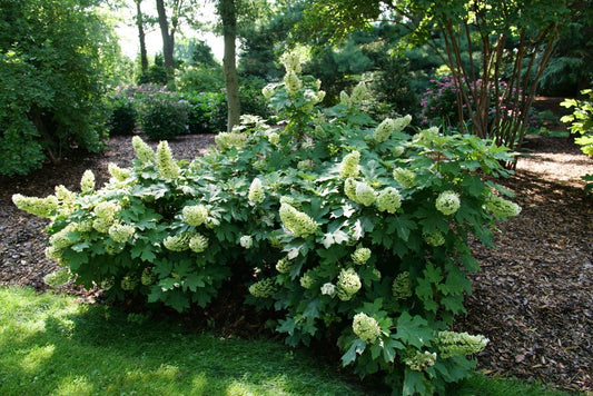 Gatsby Glow Ball® Oakleaf Hydrangea (Hydrangea quercifolia 'NCHQ1') - 3 gallon -Ship Only