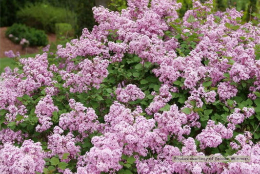 Bloomerang Purpink® Reblooming Lilac (Syringa x pubescens Bloomerang Purpink®) - 3 gallon 15" -Ship Only