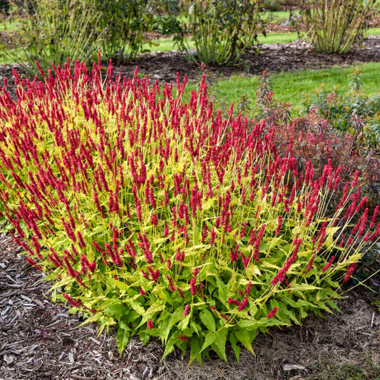 Glowing Reviews Mountain Fleece (Persicaria amplexicaulis 'Glowing Reviews) - 1 gallon -Ship Only
