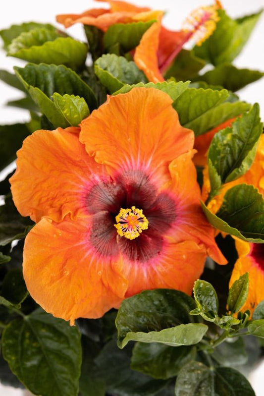 Hollywood Hibiscus™Disco Diva™ (Hibiscus Rosa-sinensis Disco Diva™) - 2 gallon -Ship Only