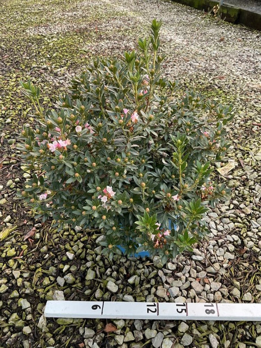 Bloombux® Blush Rhododendron (Rhododendron hirsutum x micrantha Bloombux Blush ‘Microhirs3’) - 3 gallon -Ship Only