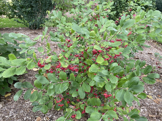 Berry Scape® Aronia (Aronia arbutifolia’Berry Scape’) - QT -Ship Only