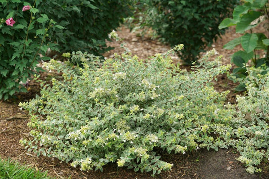 Mucho Gusto® Abelia (Abelia x grandiflora ‘Mucho Gusto’) - QT -Ship Only