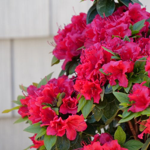 Perfecto Mundo® Red Reblooming Azalea (Azalea 'Perfecto Mundo Red') - QT -Ship Only